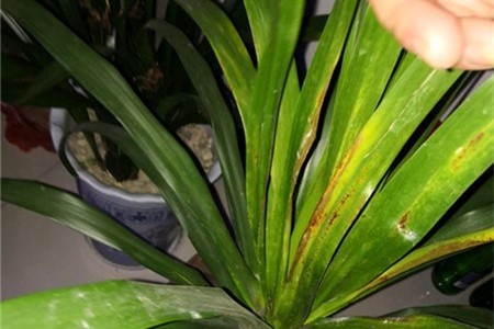龙须兰叶子发黄发软怎么办