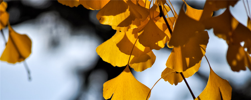 银杏浇水多后掉叶子银杏树叶子发黄枯萎(银杏树水多了有什么害处)