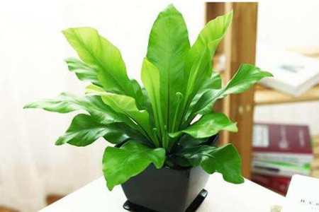 鸟巢蕨修剪时间