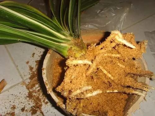 秋天什么花盛开的最好