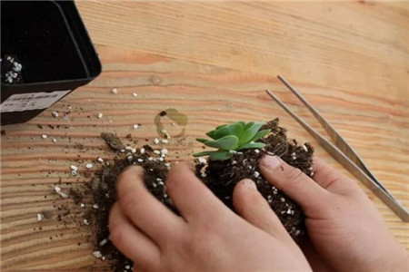 秋天适合种什么花