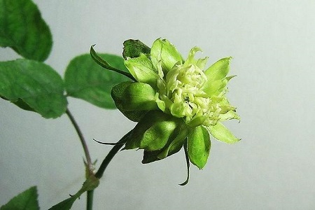 绿萼花的功效与作用及禁忌