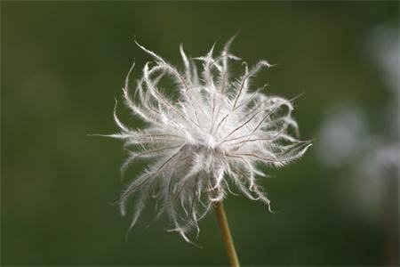白头翁的花语和传说有关