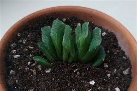 玉扇叶子变黄怎么办