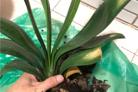 冬天君子兰夹箭怎么办