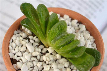 玉扇叶子变黄怎么办