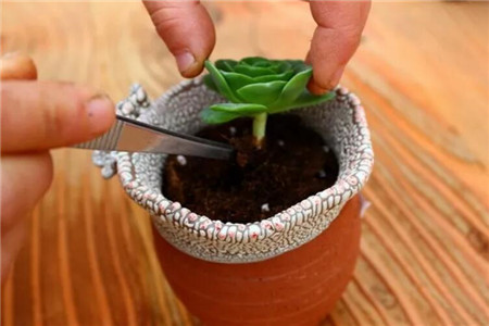 秋天适合种什么花