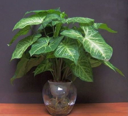 合果芋可以放在卧室吗