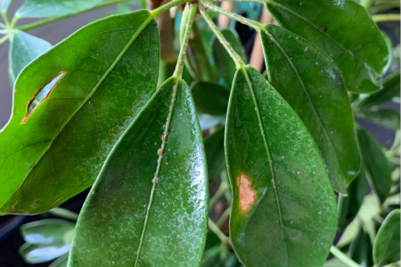 摇钱树图片 盆栽价格