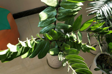 摇钱树图片 盆栽价格