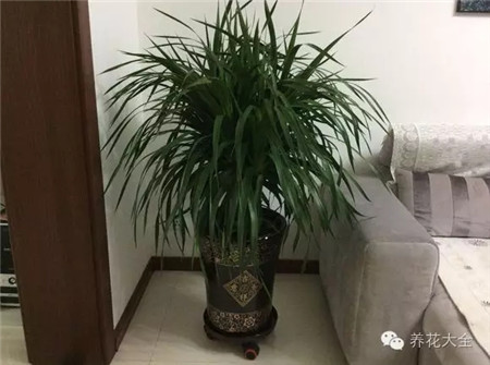 家里的花怎么摆好看