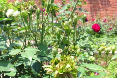 绿萼花的功效与作用及禁忌