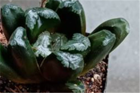 玉扇叶子变黄怎么办