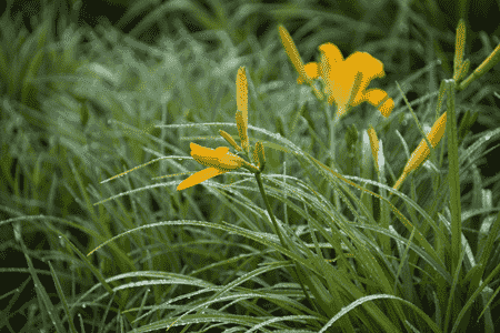 萱草和百合花的区别(百合科萱草属植物)