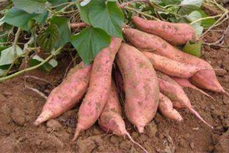 地瓜的养殖方法和管理