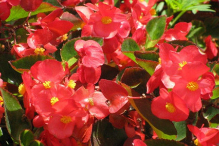 虎皮海棠的养殖方法和注意事项