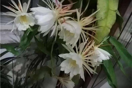 刚买的昙花苗怎么操作