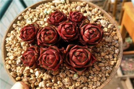 多肉植物放冰箱会不会变色