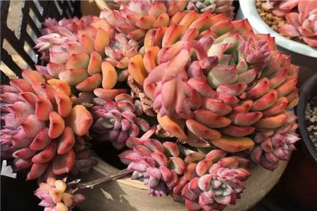 多肉植物放冰箱会不会变色