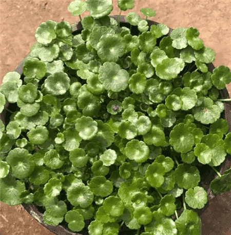 这5种花就喜欢水越浇越爆盆一缺水就蔫巴巴！(哪种花喜欢水)