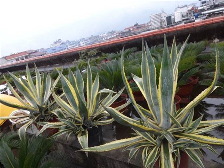 金边龙舌兰有刺吗