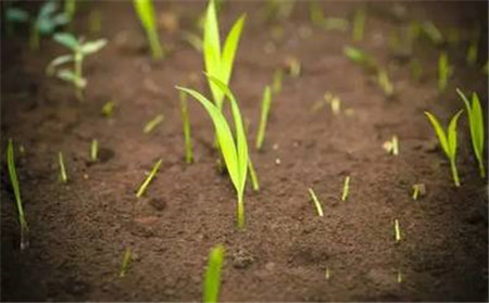 花卉土壤怎样消毒杀菌