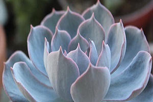 蓝石莲怎么养成老桩