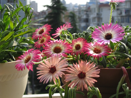 彩虹菊的养殖方法和管理