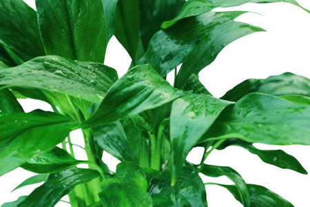 白掌花怎样管理?注意什么?