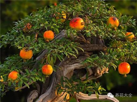 家里的花怎么摆好看