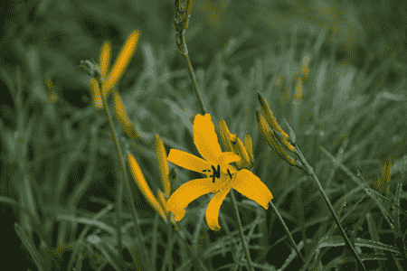 百合科萱草属植物