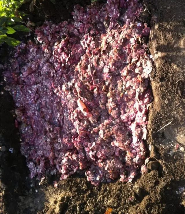 秋天什么花盛开的最好