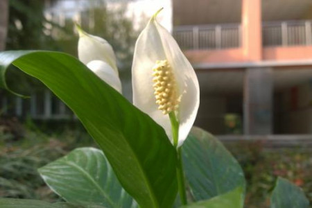 白掌花怎样管理?注意什么?