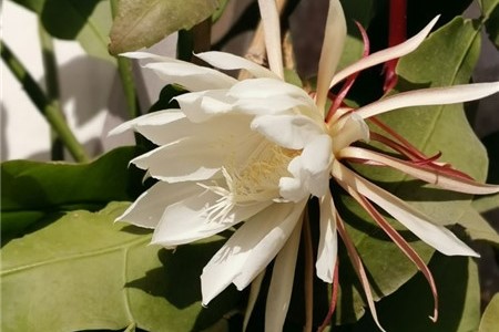 刚买的昙花苗怎么操作