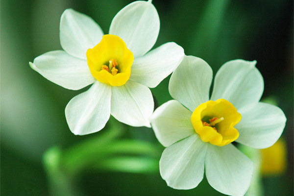 家里的花这样摆才能聚财旺家保平安(家里的花怎么摆好看)