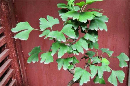 银杏树水多了有什么害处