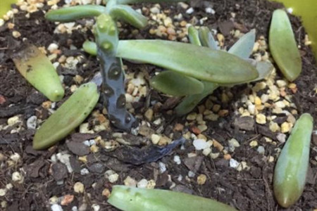 多肉突然叶子掉完了怎么办视频