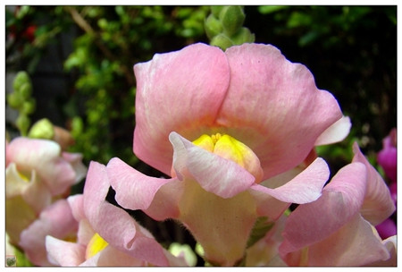 金鱼草的养殖方法和注意事项吊兰