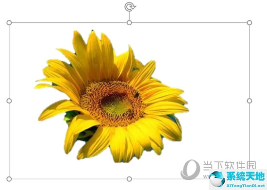 ppt里如何抠图(ppt怎么抠图 操作简单一看就会变色)