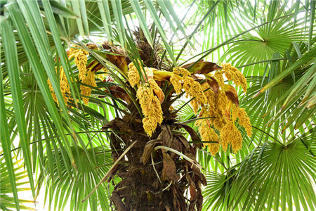 灰树花的作用与功效