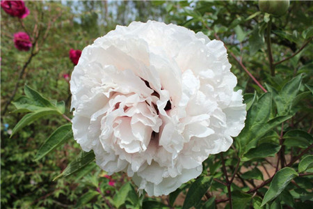 紫斑牡丹的养殖方法和注意事项(紫斑牡丹价格高吗)