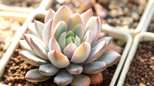 女美月怎么养(女美月好养吗)