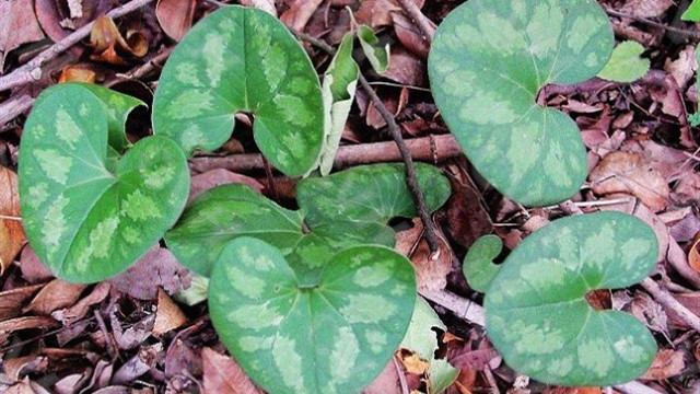 杜衡是什么植物(杜衡是啥)