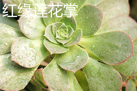 红缘莲花掌状态图