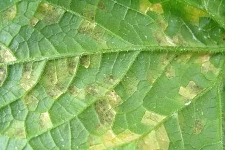 苹果树叶子发黄有斑点怎么回事