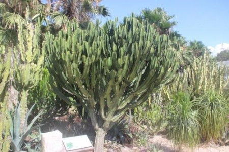 大戟阁会不会开花