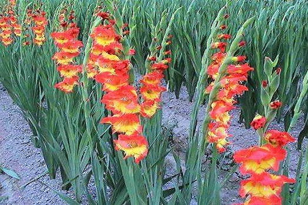 唐菖蒲(唐菖蒲图片)