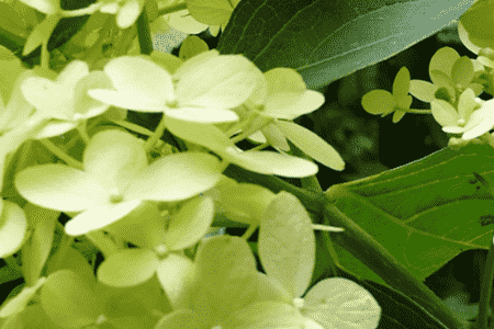 石灰灯绣球怎么繁殖