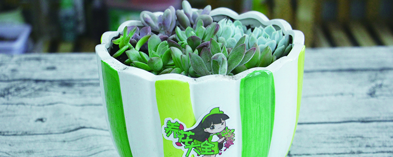 怎么养多肉植物长得快(怎么养多肉长的快)