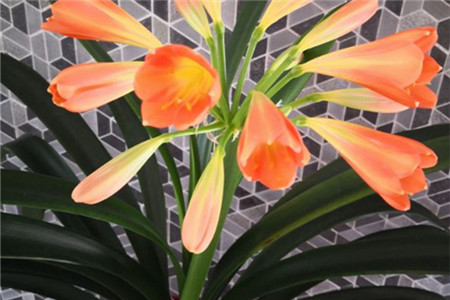 君子兰开花期怎样养护